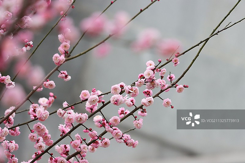 红梅花儿开图片素材