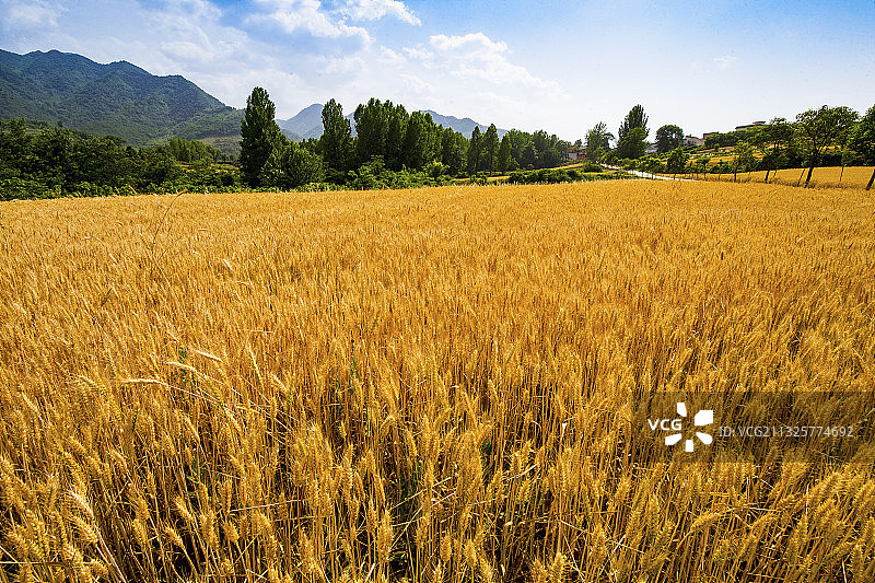 西安杨庄麦田图片素材