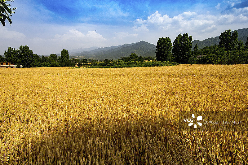 西安杨庄麦田图片素材