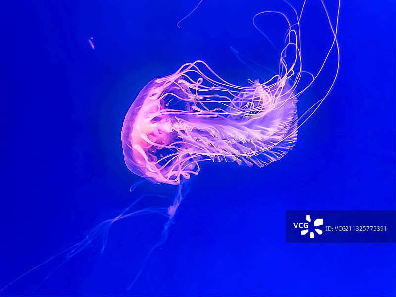 杭州海底世界水母图片素材