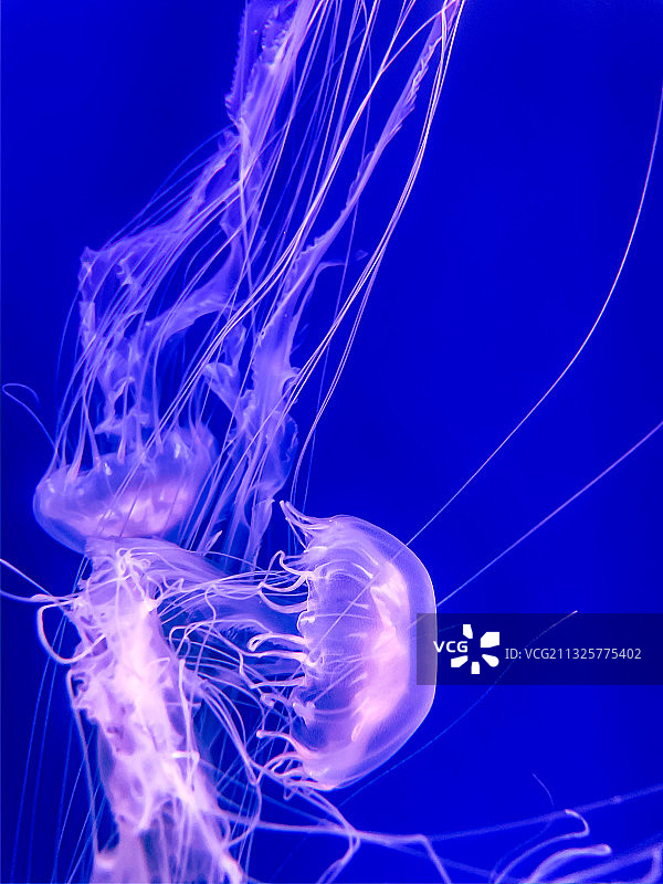 杭州海底世界水母图片素材