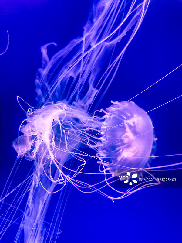 杭州海底世界水母图片素材