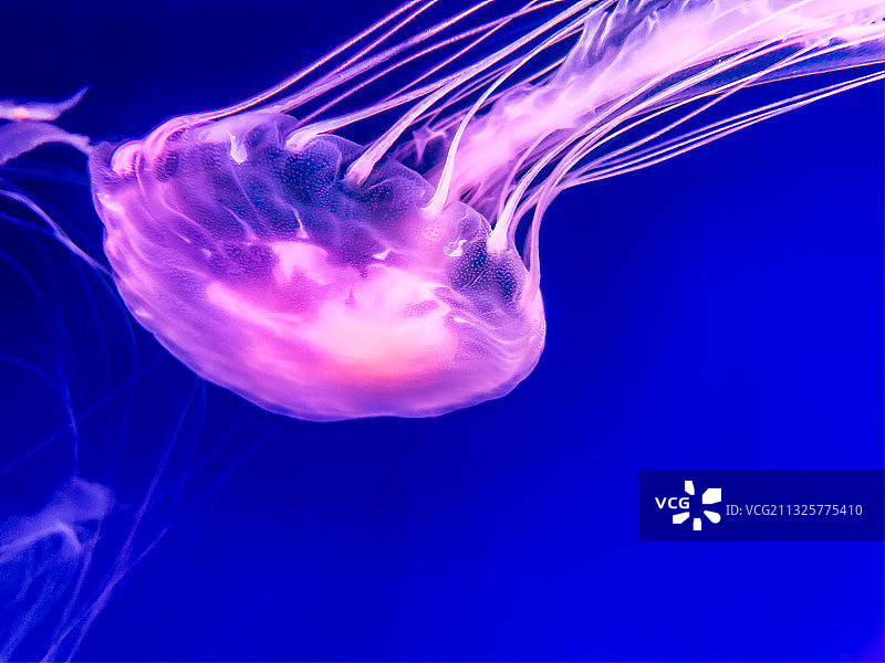 杭州海底世界水母图片素材