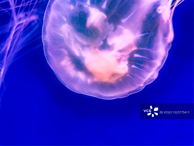杭州海底世界水母图片素材