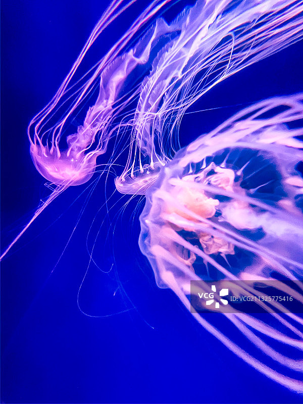 杭州海底世界水母图片素材