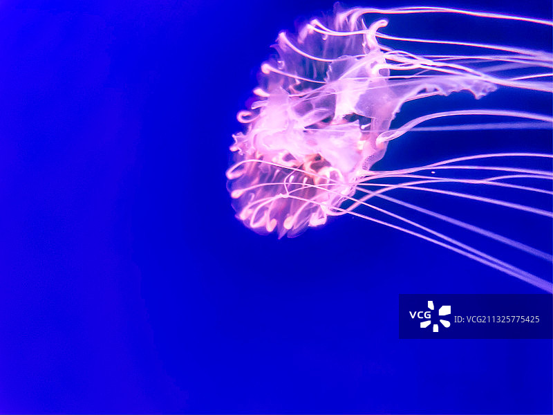 杭州海底世界水母图片素材