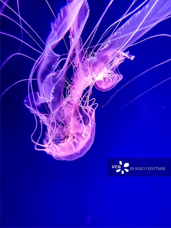 杭州海底世界水母图片素材