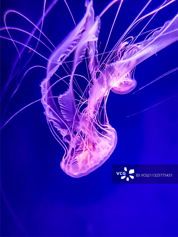 杭州海底世界水母图片素材