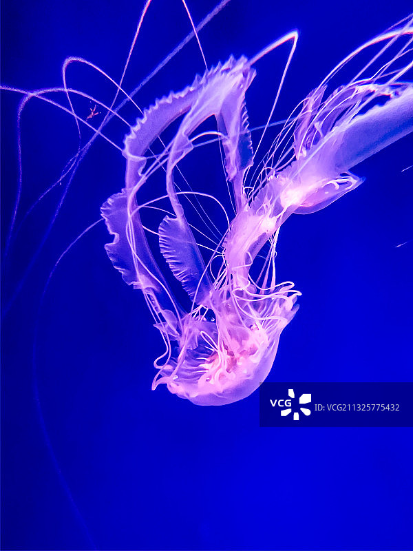 杭州海底世界水母图片素材
