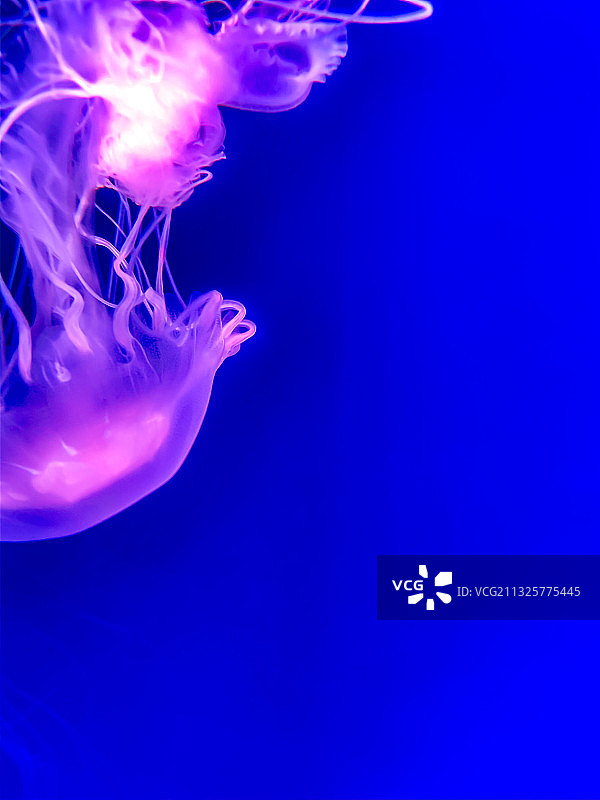 杭州海底世界水母图片素材