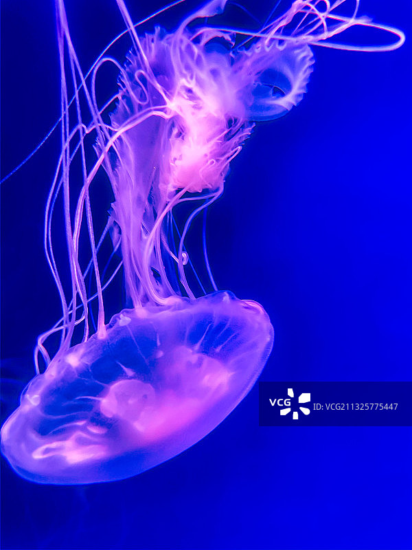 杭州海底世界水母图片素材