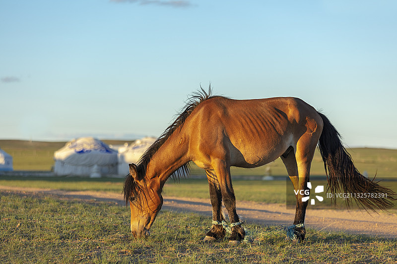 马，希拉穆仁大草原。图片素材