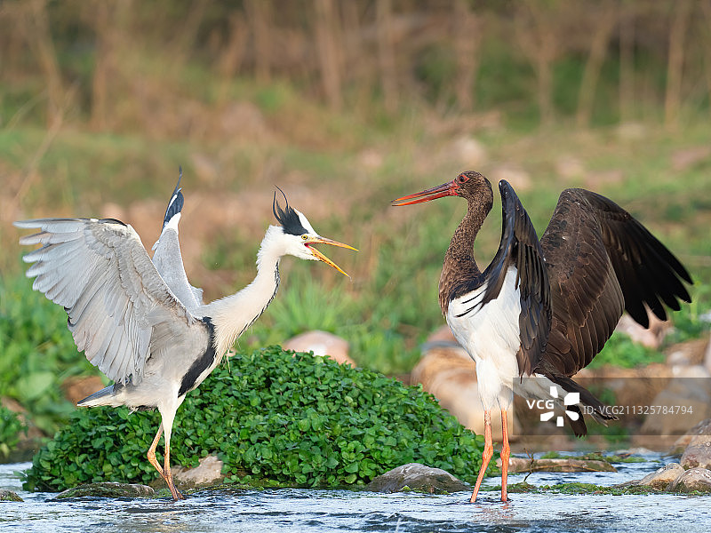 苍鹭大战黑鹳图片素材