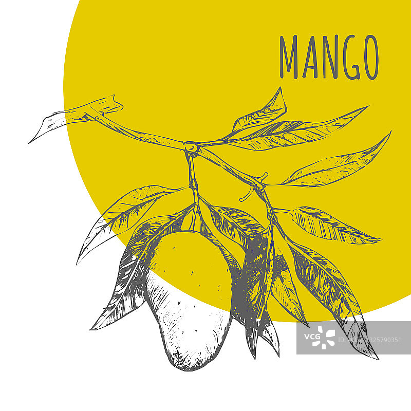 芒果水果植物素描图片素材