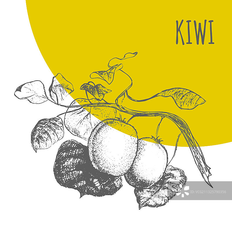 猕猴桃植物素描图片素材