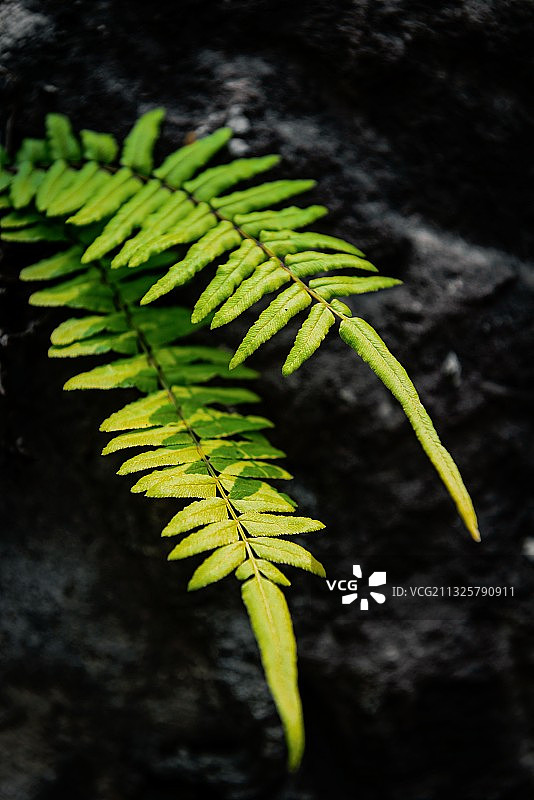 石缝间的生命图片素材