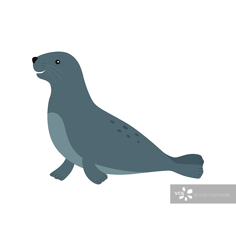 白色背景下的海狮图片素材