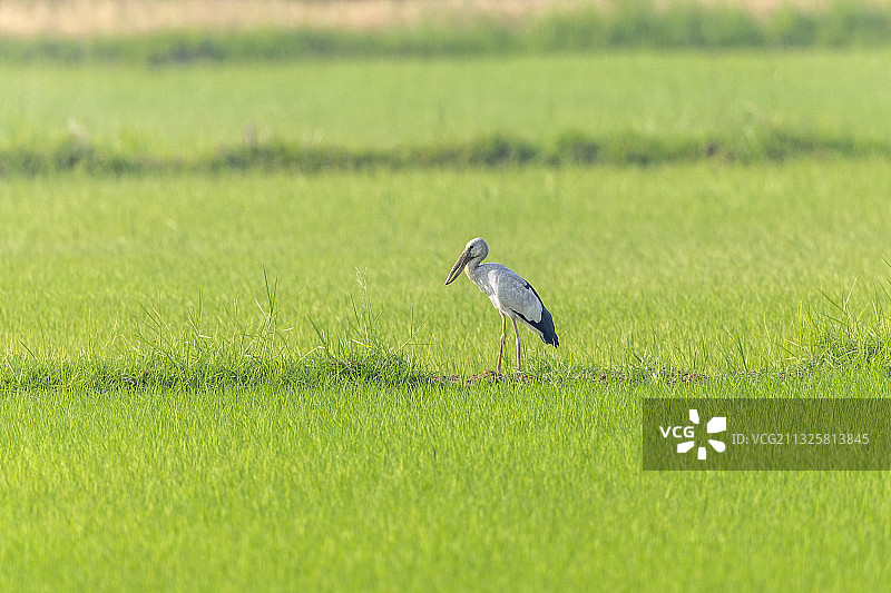 栖息于热带湿地，于相对潮湿和降雨量充足地觅食的钳嘴鹳图片素材