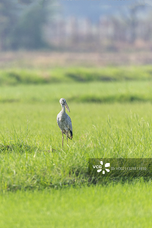 栖息于热带湿地，于相对潮湿和降雨量充足地觅食的钳嘴鹳图片素材