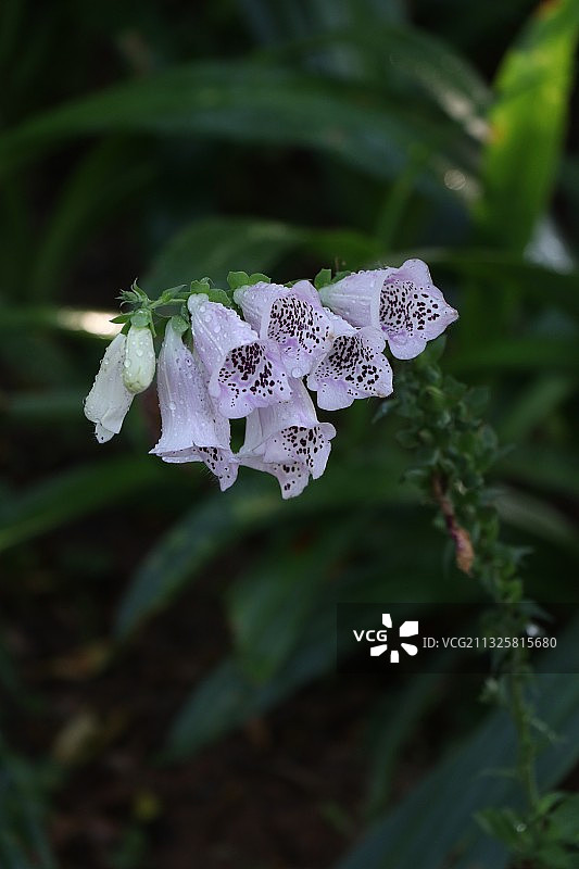 毛地黄图片素材