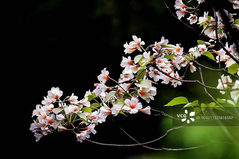桐子花开图片素材