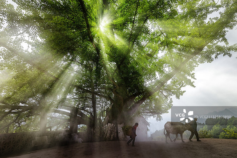 重庆春雨洗铅华   郊区山村格外美图片素材