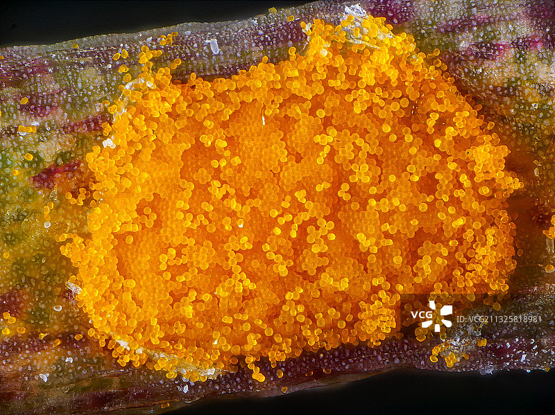 Aecidium on stem图片素材