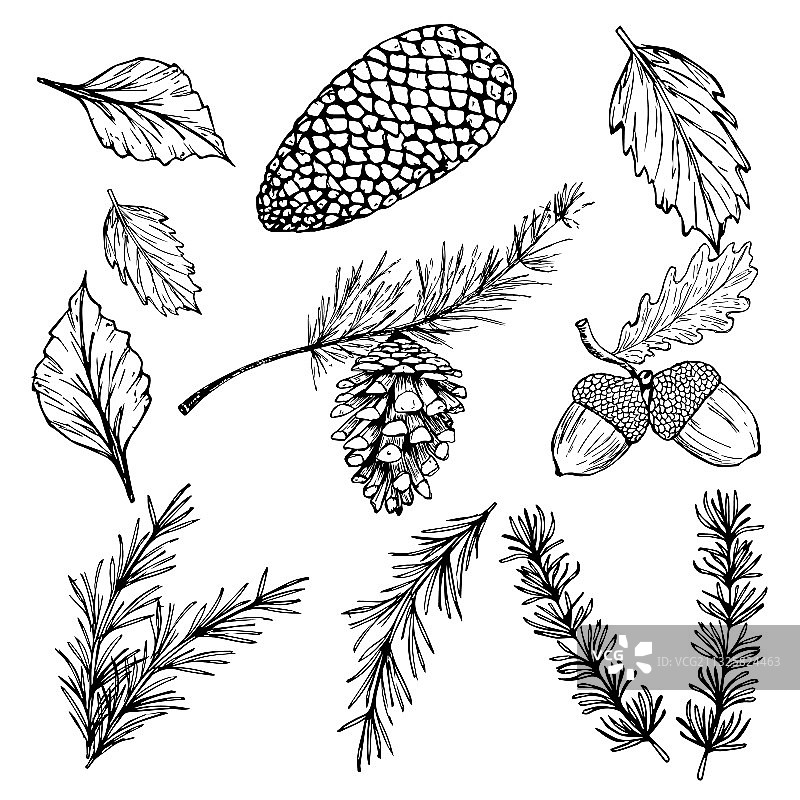 云杉树枝、橡子、松果和秋叶图片素材