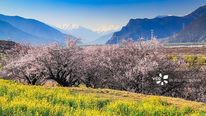 雪域桃园图片素材