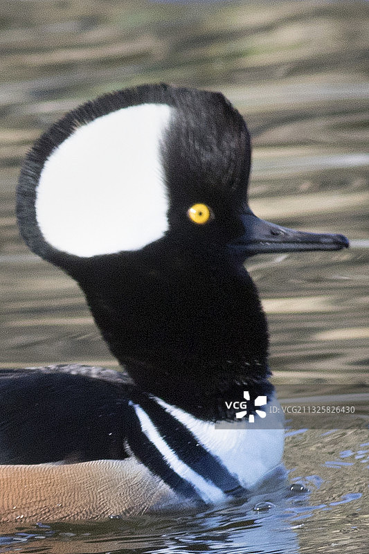 近距离拍摄：带头罩的秋沙鸭在求偶时伸长脖子图片素材