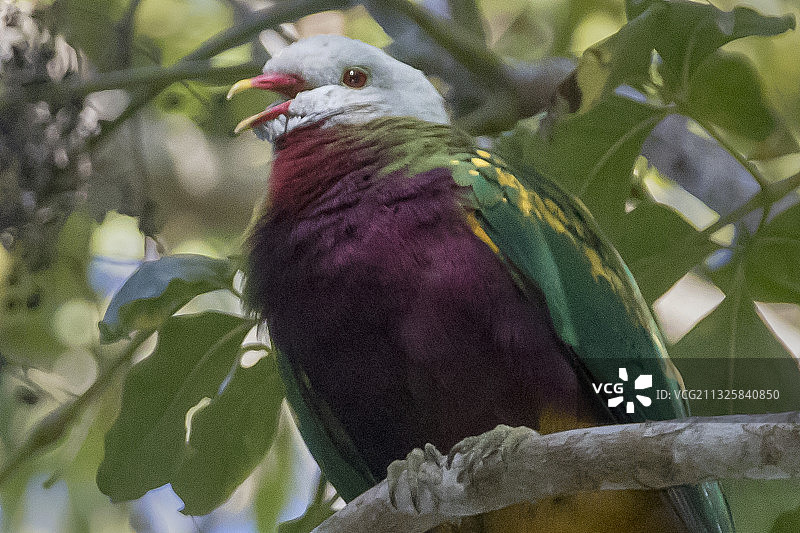 近距离拍摄的丽色果鸠图片素材