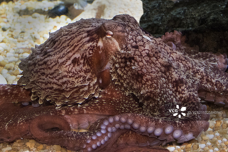 巨型太平洋章鱼特写图片素材