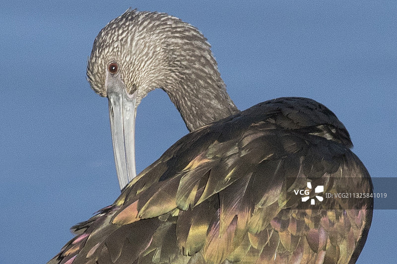 白面彩鹮梳理羽毛特写图片素材
