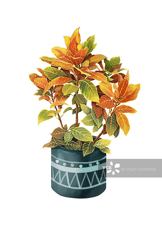 植物盆栽图片素材