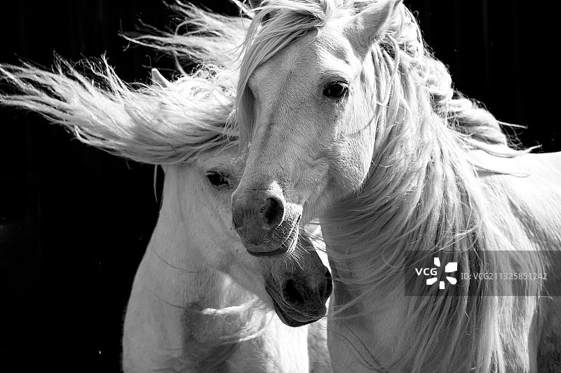 蒙古马肖像图片素材