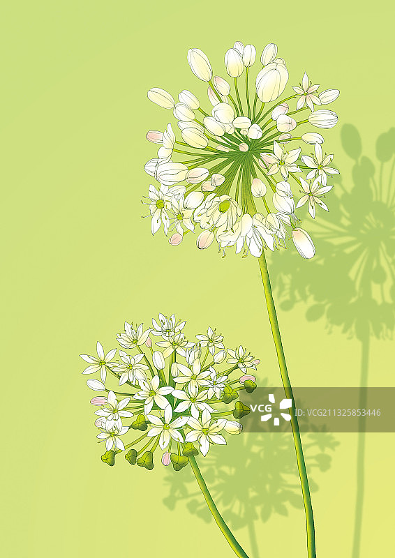 花卉01图片素材