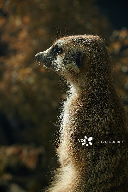 细尾獴图片素材