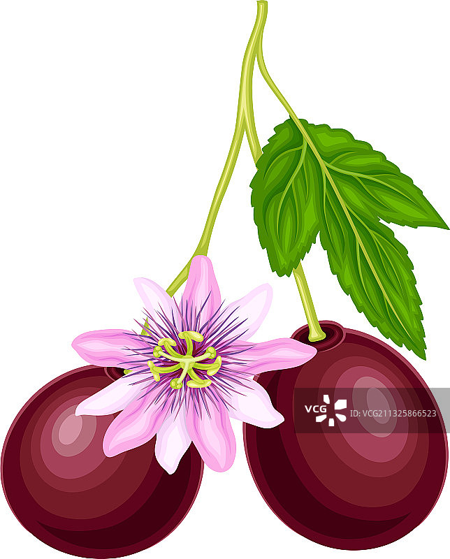 百香果挂在开花的树上图片素材