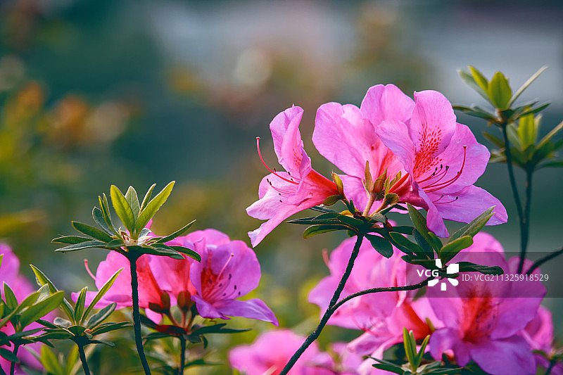 绽放的杜鹃花图片素材