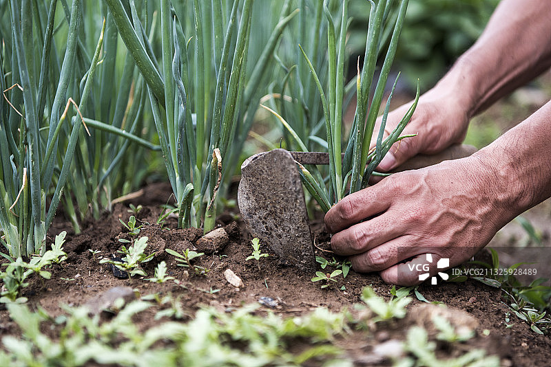 男人用锄头采摘葱图片素材
