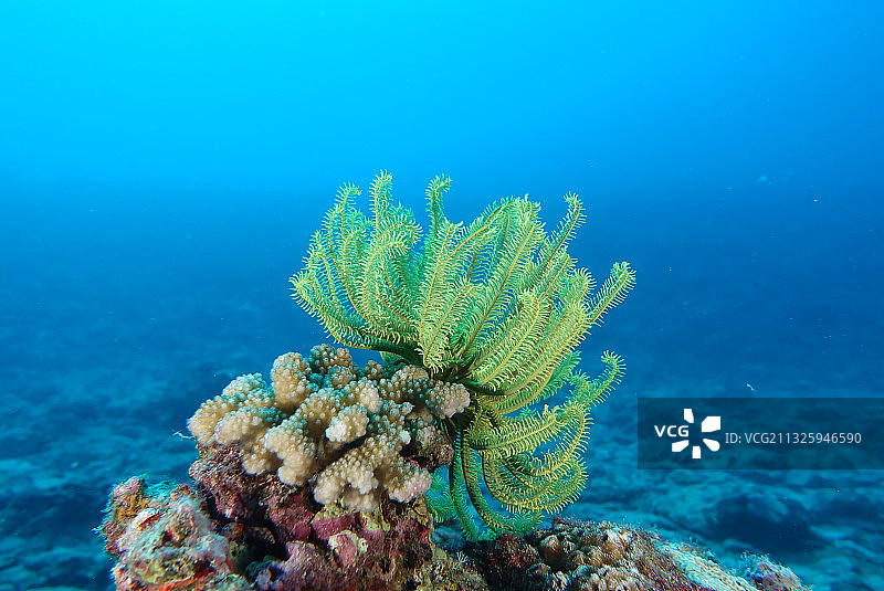 西沙群岛水下世界——海百合图片素材