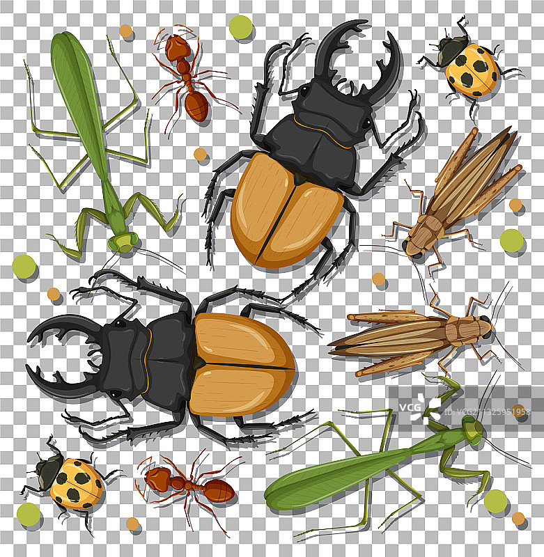 透明背景上的昆虫合集图片素材