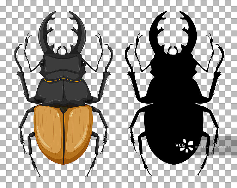 优雅齿颚锹甲及其轮廓图片素材