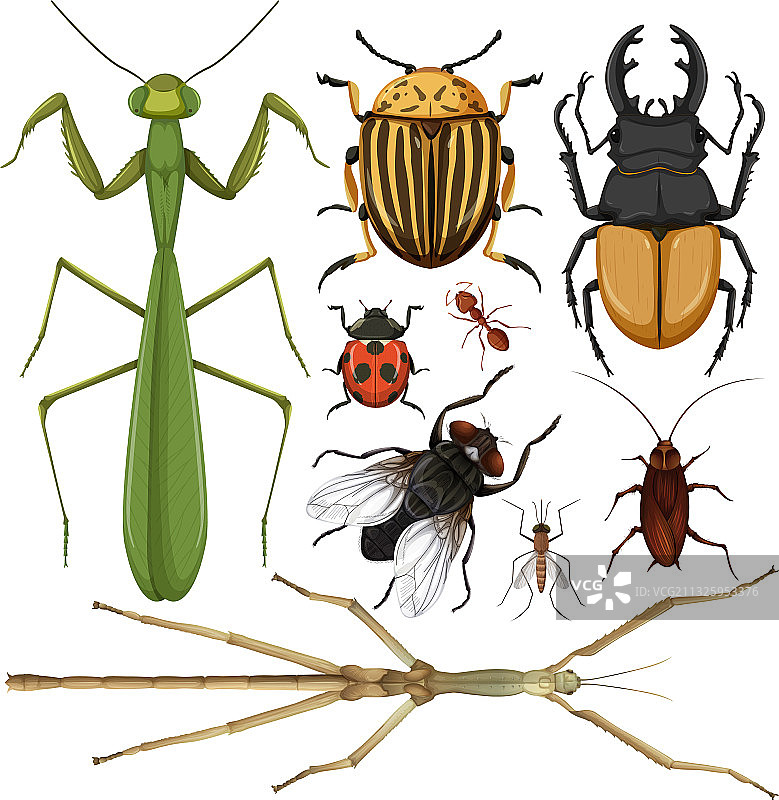 白色背景上的各种昆虫图片素材