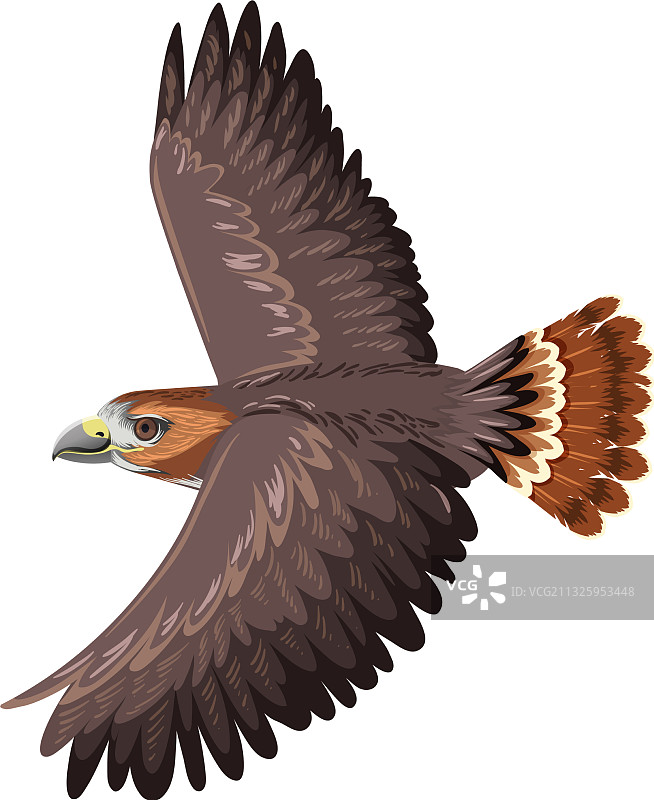 白色背景下的红尾鵟图片素材