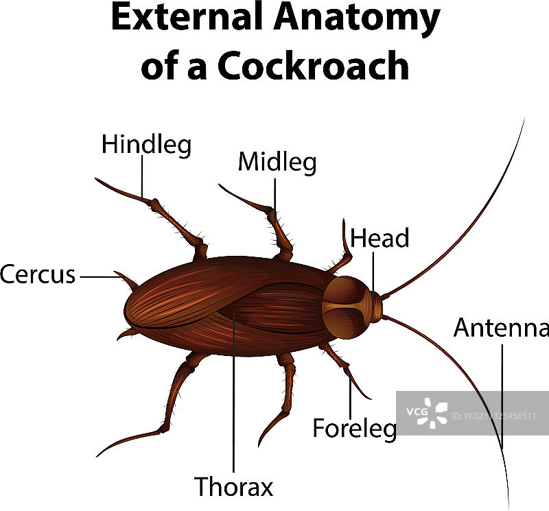 白色背景下的蟑螂外部解剖结构图片素材