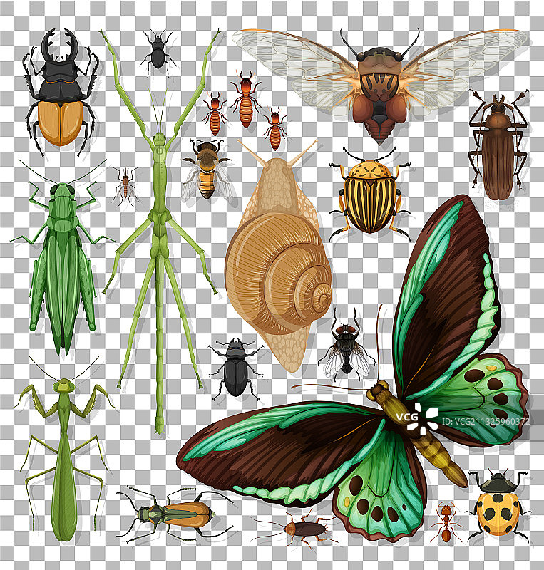 透明背景上的昆虫合集图片素材