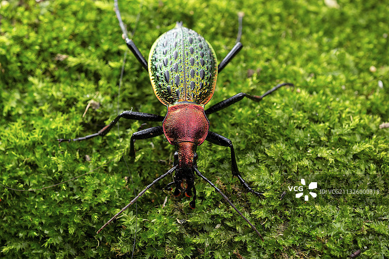 拉步甲图片素材
