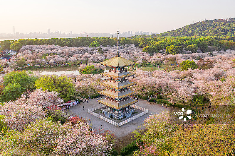 武汉市武昌区东湖风景区磨山樱花园图片素材