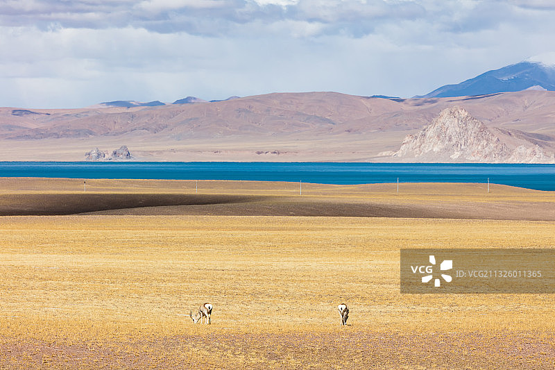 西藏那曲市尼玛县境内达则错边的雄性藏原羚图片素材